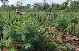 Unas 5 hectáreas de marihuana fueron destruidas.