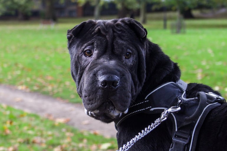 Perro de la raza shar pei, un perro con muchas arrugas.
