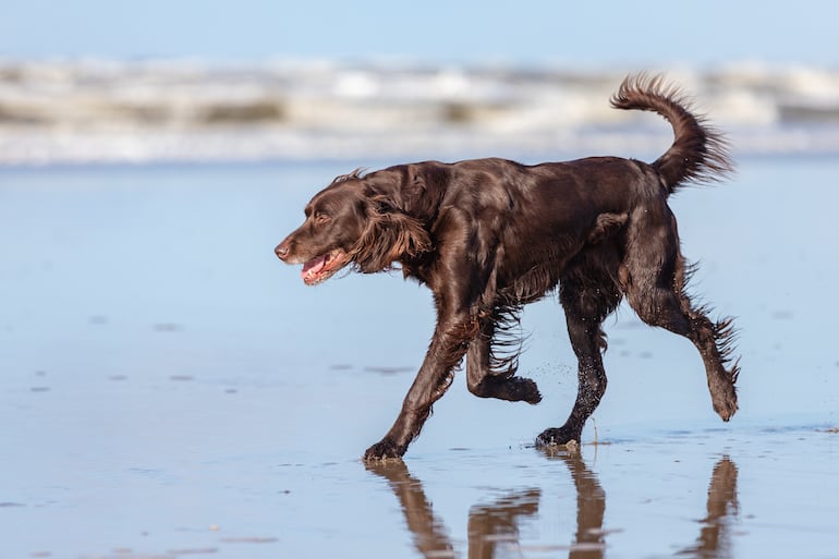 Perro en la playa.