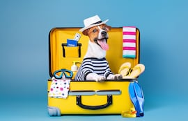 Perro de vacaciones.