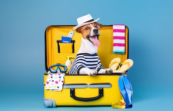 Perro de vacaciones.