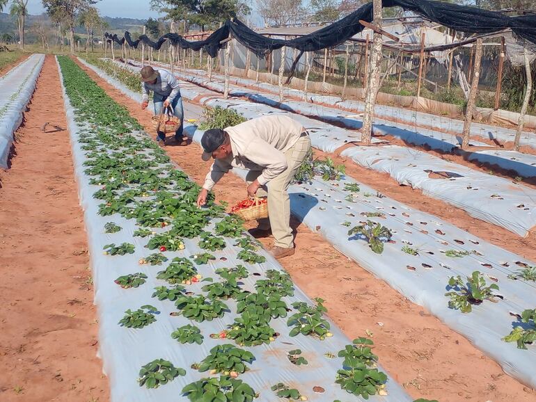 La comercialización del producto se realiza sin inconvenientes en el mercado interno, según explicó el propietario de la finca