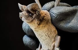 En el templo de Templo de San Buenaventura de Yaguarón registran una inédita especie de murciélago: Nyctinomops mbopicuare.