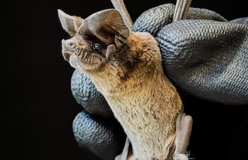 En el templo de Templo de San Buenaventura de Yaguarón registran una inédita especie de murciélago: Nyctinomops mbopicuare.