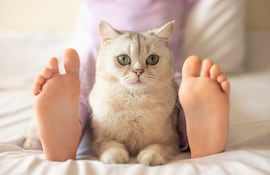 Gato a los pies de su humano.