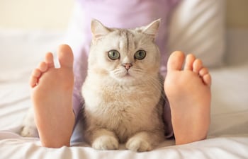 Gato a los pies de su humano.