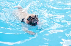 Perro en el agua.