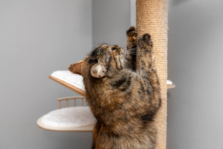 Gato y su rascador.
