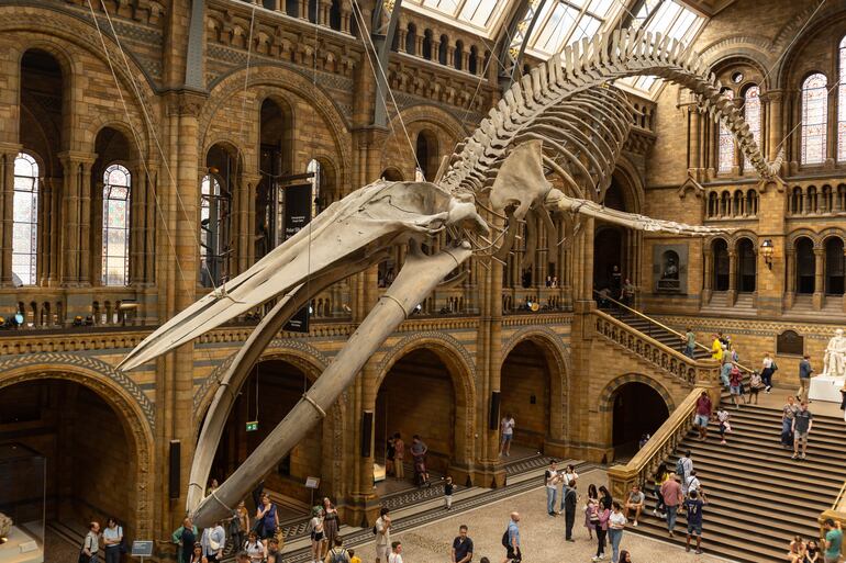 Esqueleto de ballena azul en la sala principal del Museo de Historia Natural de Londres.