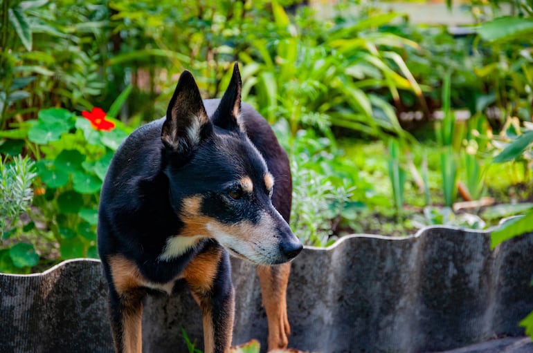 Perro mestizo, imagen ilustrativa.