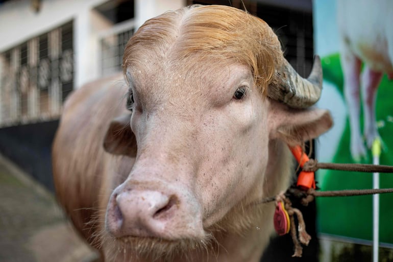 Esta fotografía tomada el 17 de mayo de 2026 muestra un búfalo albino apodado “Donald Trump” en venta antes del Eid al-Adha en una granja de ganado en Narayanganj.