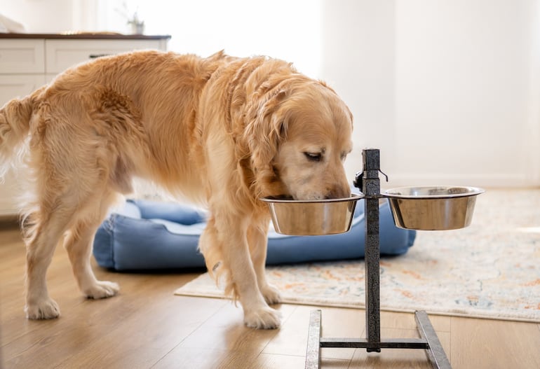 Golden retriever comiendo.