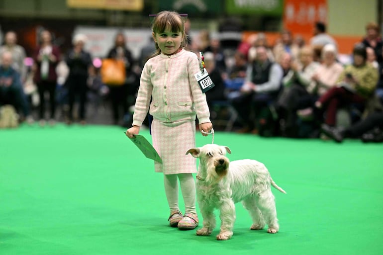 La cuidadora más joven del Crufts, la niña de 3 años Caitlyn Mellor, observa tras presentar a su schnauzer miniatura, Zeeva, en el tercer día del Crufts, la exposición canina, en el National Exhibition Centre de Birmingham, en el centro de Inglaterra, el 7 de marzo de 2026.