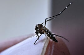 Mosquito Aedes aegypti, responsable de la transmisión del virus del dengue.