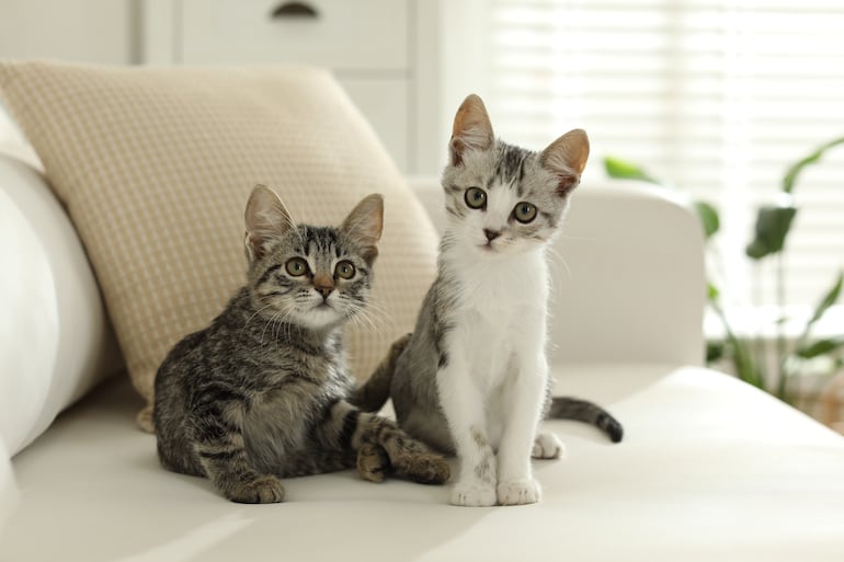 Dos gatos.
