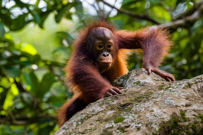 Orangután.