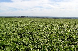 Cultivo de soja.