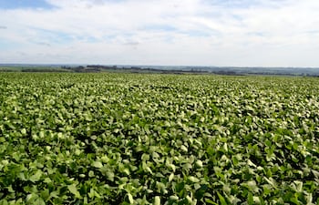 Cultivo de soja.