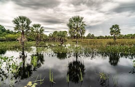Paisaje de palmeras junto a una superficie de agua, con un cielo nublado en un entorno húmedo.