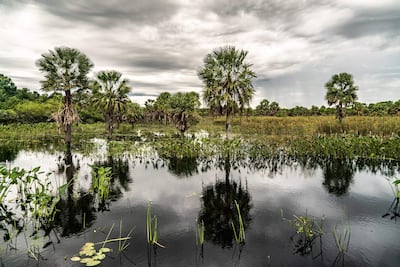 Paisaje de palmeras junto a una superficie de agua, con un cielo nublado en un entorno húmedo.