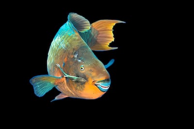 Pez loro arco iris (Scarus guacamaia).