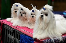 Terriers de Yorkshire se sientan juntos en el tercer día del Crufts, la exposición canina, en el National Exhibition Centre de Birmingham, en el centro de Inglaterra, el 7 de marzo de 2026.