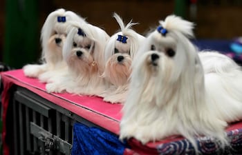 Terriers de Yorkshire se sientan juntos en el tercer día del Crufts, la exposición canina, en el National Exhibition Centre de Birmingham, en el centro de Inglaterra, el 7 de marzo de 2026.