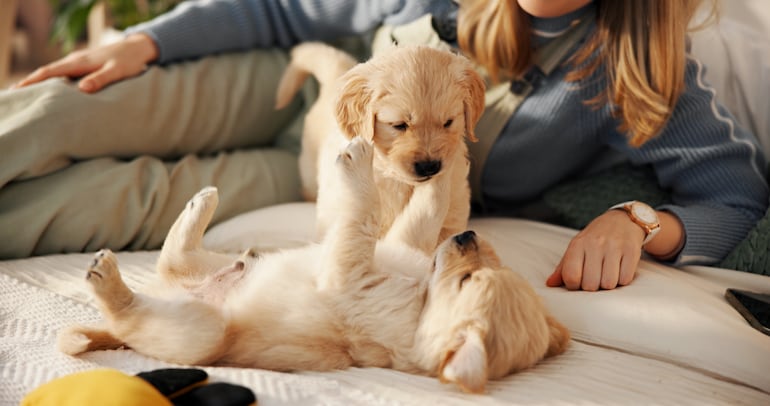 Cachorro de la raza golden retriever.