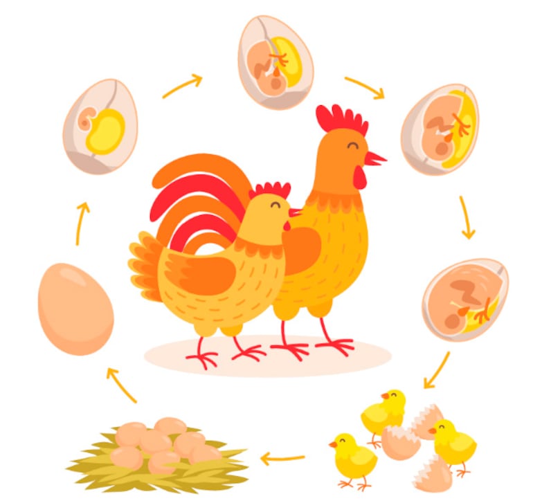 Cómo nacen los pollitos