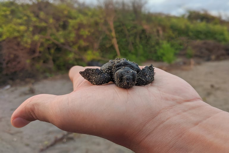 Parque Nacional Tortuguero, Costa Rica.