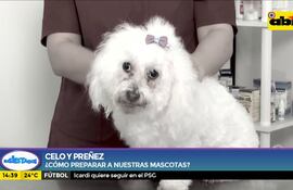 Cómo preparar a nuestras mascotas para el celo y la preñez