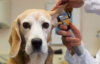 En términos generales, los perros con orejas largas y colgantes tienen un  riesgo mucho mayor de sufrir una infección en el oído en comparación a los perros de orejas cortas y puntiagudas, ya que estas razas al tener las orejas más largas por lo  general quedan más tiempo húmedas luego de entrar en contacto con el agua.