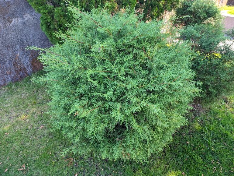 Lagarostrobos franklinii es una especie de conífera nativa de la esquina suroeste de Tasmania, Australia.  A menudo se le conoce como pino Huon o pino Macquarie.