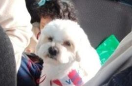 Milo, un caniche blanco de un año de edad, se perdió esta tarde en la zona sur de Fernando de la Mora.