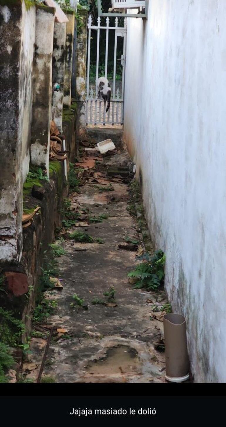 "Jajaja masiado le dolió", es lo que supuestamente escribía el hombre luego de disparar a un gato.