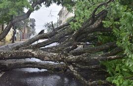 Árbol caído en la calle Caballero casi Fulgencio R. Moreno de Asunción.