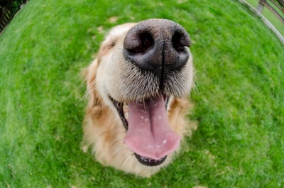 Hocico de perro.