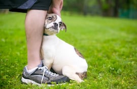 Perro pegado a su humano.