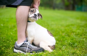 Perro pegado a su humano.