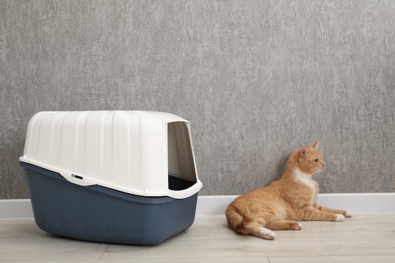 Gato y su arenero.