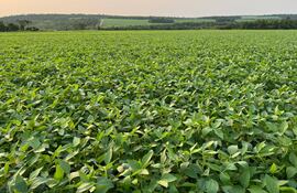 Parcela de soja, fotografía de esta semana, en el Alto Paraná, que muestra un color verde muy esperanzador que proyecta hasta ahora una buena producción, pero no hay garantía hasta que el grano llegue al silo.