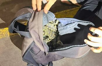 Los yacarés encontrados en una de las mochilas durante el control rutinario.