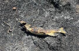 Esta imagen proporcionada por Ashcroft Fire Rescue muestra un pez chamuscado en una zona al este de la autopista 1, cerca de Ashcroft, Columbia Británica, en el lugar donde se desató un incendio después de que un águila pescadora dejara caer un pez sobre una línea eléctrica, lo que encendió el pasto seco debajo.