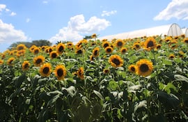 El campo de girasoles de Cabañas llama la atención por su belleza natural y se convierte en un atractivo turístico en la zona.