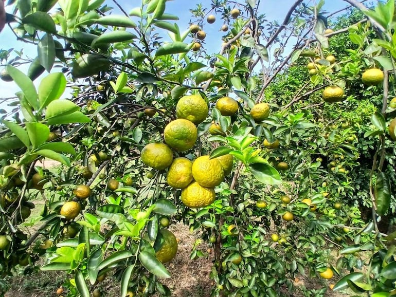 Las frutas son producidas orgánicamente de muy buena calidad para el consumo