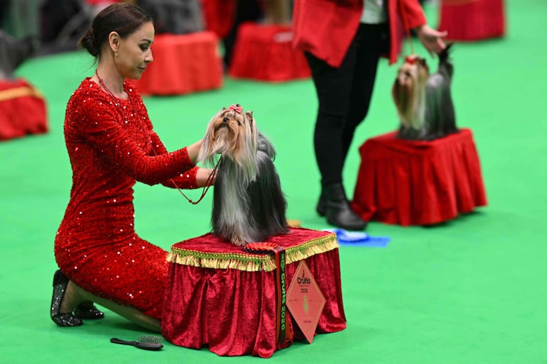 Terriers de Yorkshire en el ring, en el grupo Utility, durante el tercer día del Crufts, la exposición canina, en el National Exhibition Centre de Birmingham, en el centro de Inglaterra, el 7 de marzo de 2026.