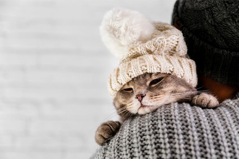 Es importante que para proteger a tu mascota del frío, organices un espacio confortable para las bajas temperaturas. Para ello, adecua un lugar con su camita, cobijas o mantitas, y procura que sea en una parte cálida de tu hogar donde no le entre viento.