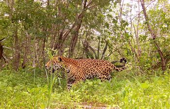 Fotografía sin fechar cedida por Tech4Nature, donde se observa a un ejemplar de Jaguar (Panthera onca), en la reserva de Dizlam de Bravo, en Yucatán (México).