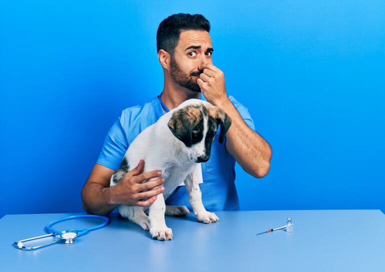 Perro con mal olor, imagen ilustrativa.