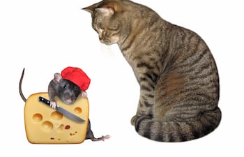 ¿Los gatos sueñan?